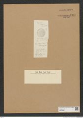 Diatomeae indet. Zeichnungen Sammlung Grunow Nr. 8985 (NHMW-BOT-W0378683)